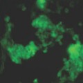molecule that turns stem cells into heart cells