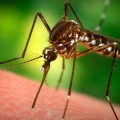 mosquito-on-skin