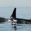mother-son-orca-survivability