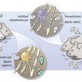 mouse-effect-circulation-young-blood