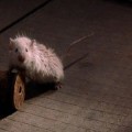 mouse-pushing-wheel