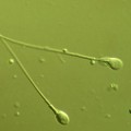 mutation-sperm