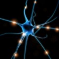 neuron