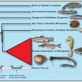 new family tree for ray-finned fish