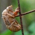 new materials modeled after the protein resilin found in insects.jpg