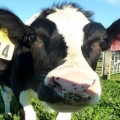 new-zealand-cow-free-allergen