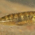 nine-spined-stickleback