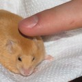 obese-baby-mouse-mouselet