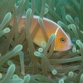 ocean-species-marine