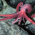 octopus-edits-rna-cold