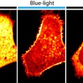 optogenetics