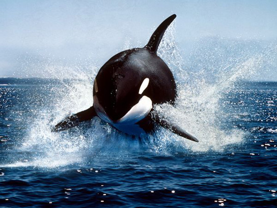 orca-jumping-out.jpg