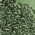 organism could turn carbon dioxide or waste products into a gasoline-compatible transportation fuel