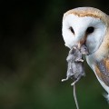 owl-eating-rat