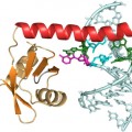 p65 protein with piece of telomerase RNA