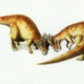 pachycelphalosaurus-wyomingensis