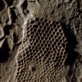 paleodictyon-fossil