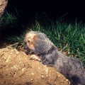 palestine-mole-rat