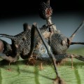 parasite that fights the zombie-ant fungus