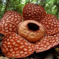 parasitic flowers take more genes from hosts than was believed
