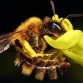 parasitic fly hijacks bees