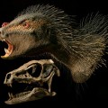 pegomastax-africanus