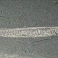 pikaia-gracilens