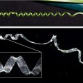plant’s tendrils leads researchers to unusual spring