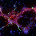 pluripotent-cells