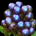 pollia-condensata-fruit