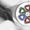potential drug target in ulcer-causing bacteria