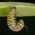 predicting evolution for insects