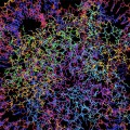 protein-folidng