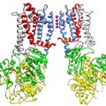 protein helps regulate cell communication pathway