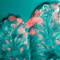 proteins in mucus help ward off viral infection