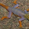 psychedelic gecko in Greater Mekong