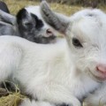 pygmy-goat-kids