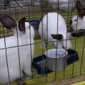 rabbits-in-cage