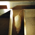 rat-maze-light