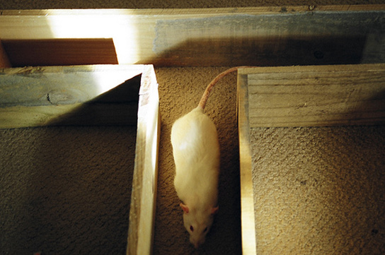 rat-maze-light