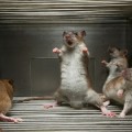 rats-trapped-cage