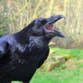 raven