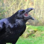 raven