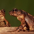 reappearance-dwarf-toad-sri-lanka