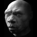 reconstruction-homo-heidelbergensis