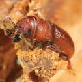 red-turpentine-beelte-eating-pine