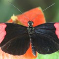 researchers examined the genome of the Postman butterfly