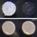 researchers find prions in wild strains of yeast