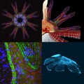 researchers reverse engineers a jellyfish with the ability to swim