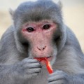 rhesus-monkey-feeding